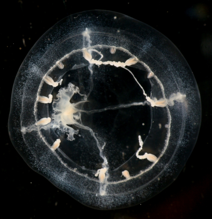 Tima bairdii, diameter 3 cm, Norway 2015 Tima bairdii, diameter 3 cm, Norway 2015