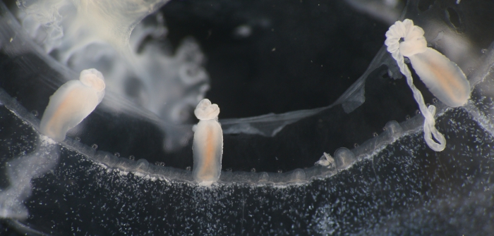 Tima bairdii bell margin, Norway 2015 Tima bairdii bell margin, Norway 2015