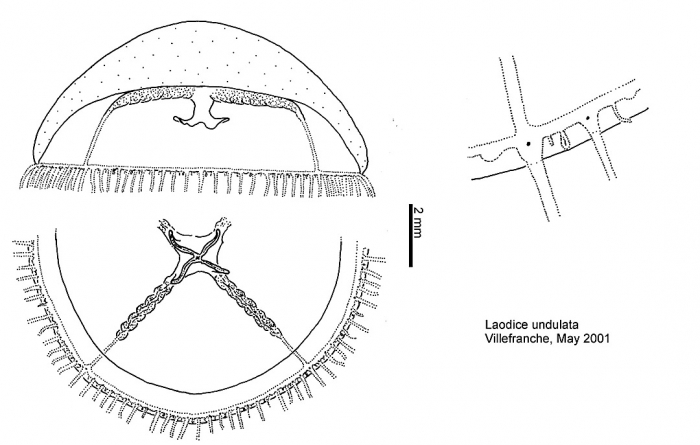 Laodicea undulata from Mediterranean