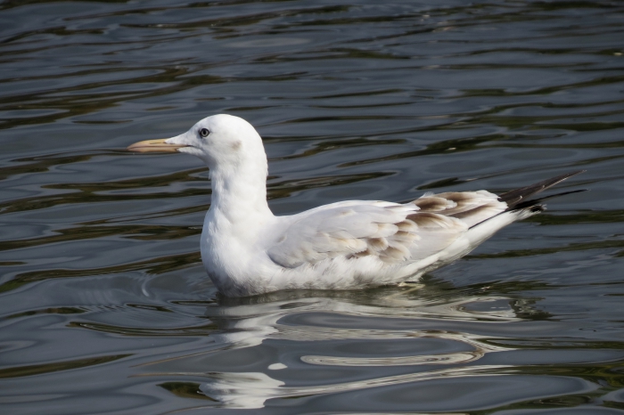Slender-billed gull (Larus genei)