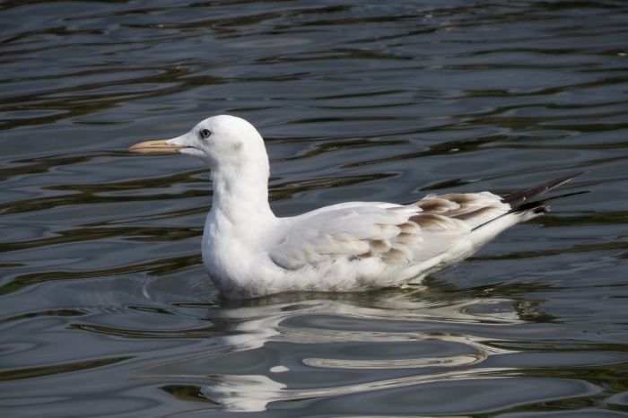 Slender-billed gull (Larus genei) Slender-billed gull (Larus genei)