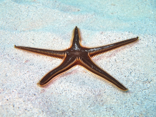 Astropecten bispinosus