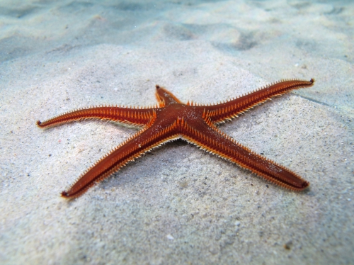 Astropecten bispinosus