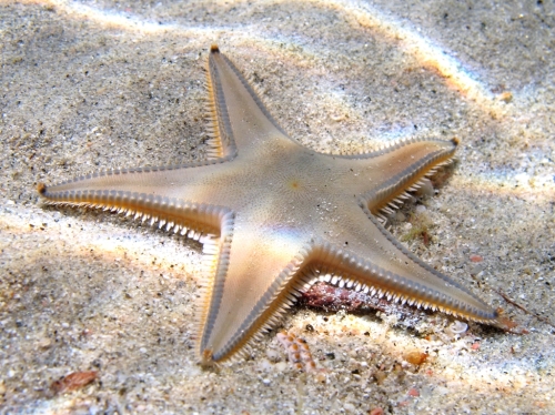 Astropecten jonstoni