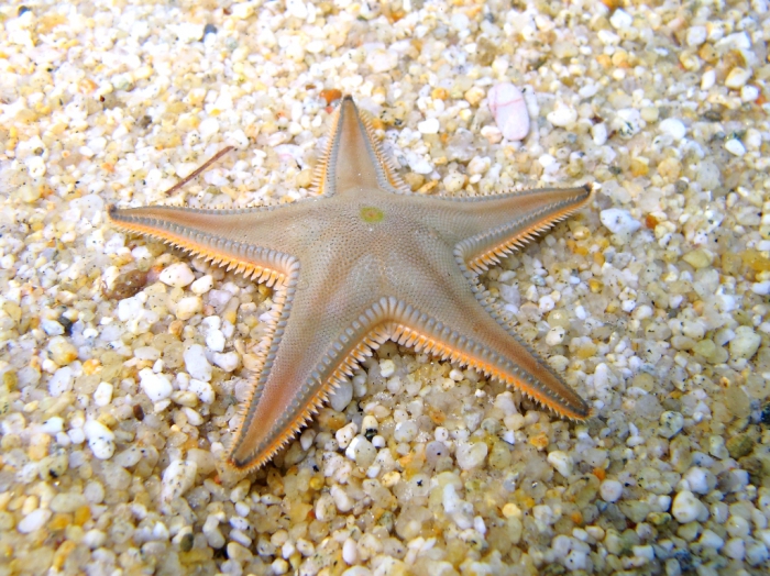 Astropecten jonstoni Astropecten jonstoni