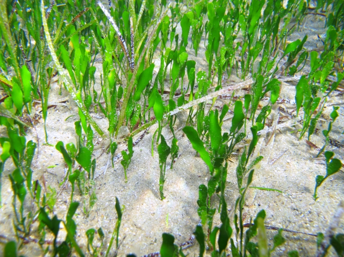 Caulerpa prolifera