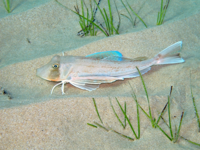 Chelidonichthys lucerna Chelidonichthys lucerna
