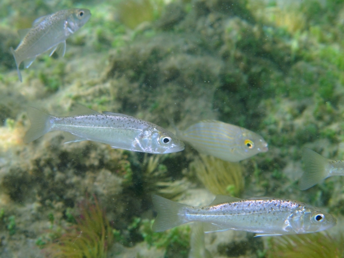 Dicentrarchus labrax (juvenile) Dicentrarchus labrax (juvenile)