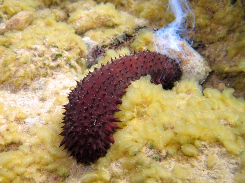 Holothuria sanctori and Tubes of Cuvier