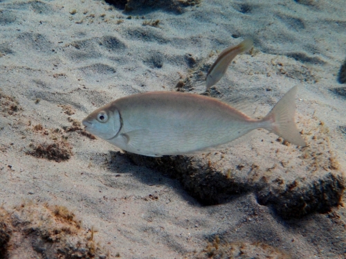 Siganus rivulatus