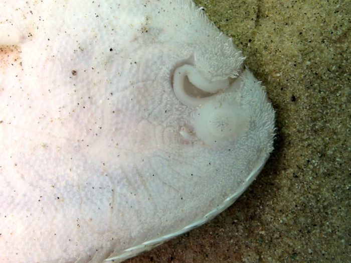 Pegusa cf. nasuta (detail of the nose)