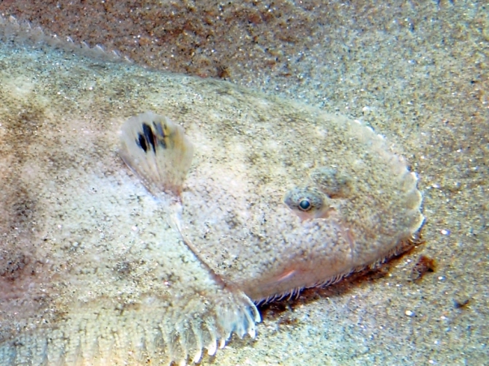 Pegusa cf. nasuta Pegusa cf. nasuta