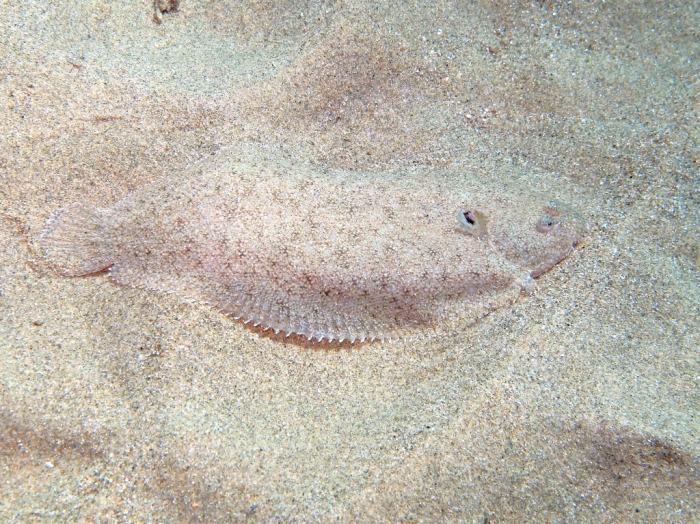 Pegusa cf. nasuta