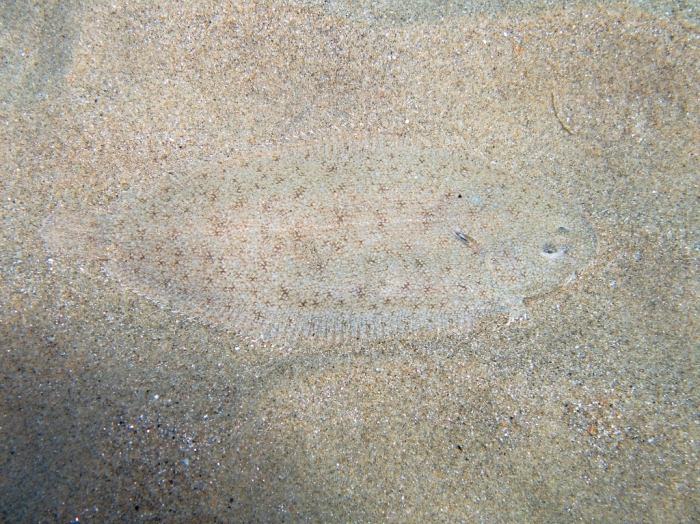Pegusa cf. nasuta Pegusa cf. nasuta