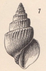 Microstelma gabbi (Dall, 1889)