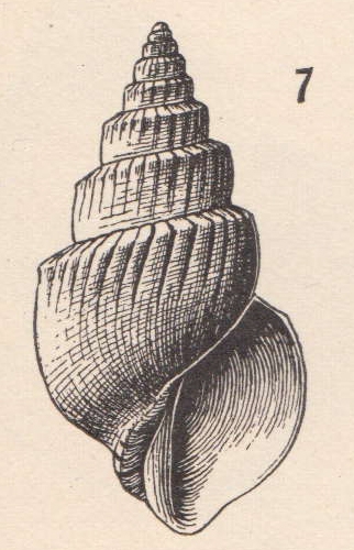 Microstelma gabbi (Dall, 1889) Microstelma gabbi (Dall, 1889)
