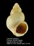 Lacuna crassior
