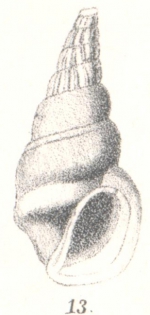 Rissoina percrassa G. Nevill & H. Nevill, 1874