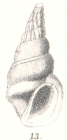 Rissoina percrassa G. Nevill & H. Nevill, 1874