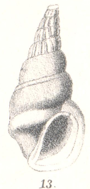 Rissoina percrassa G. Nevill & H. Nevill, 1874 Rissoina percrassa G. Nevill & H. Nevill, 1874