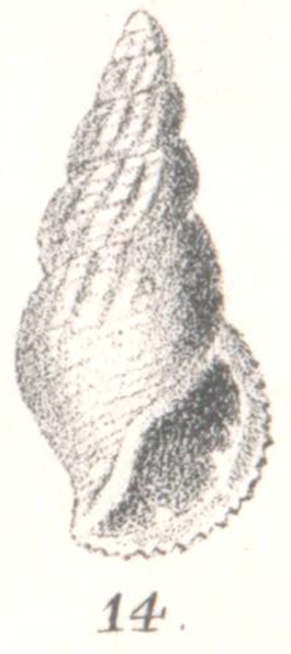 Rissoina evanida G. Nevill & H. Nevill, 1881
