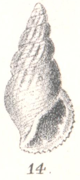 Rissoina evanida G. Nevill & H. Nevill, 1881 Rissoina evanida G. Nevill & H. Nevill, 1881