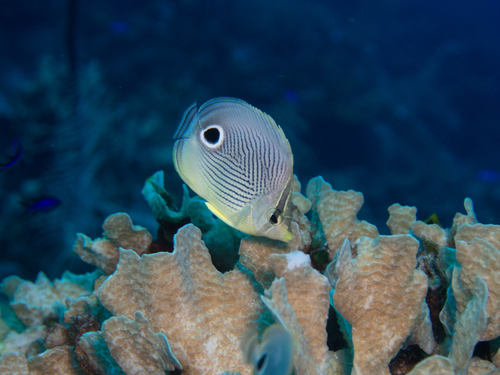 Chaetodon capistratus