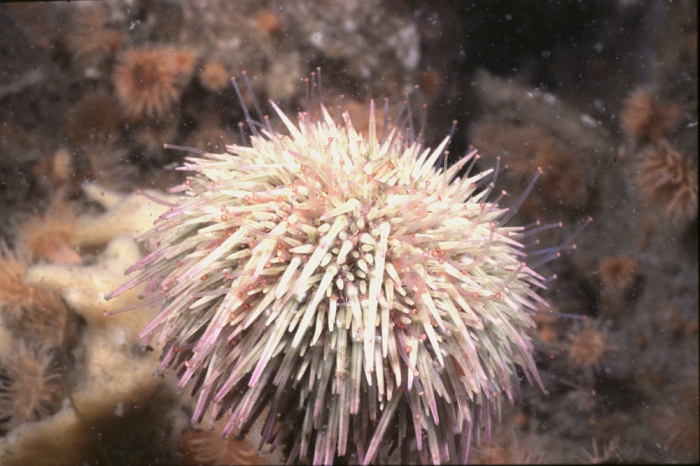 Psammechinus miliaris (P.L.S. Müller, 1771) Psammechinus miliaris (P.L.S. Müller, 1771)