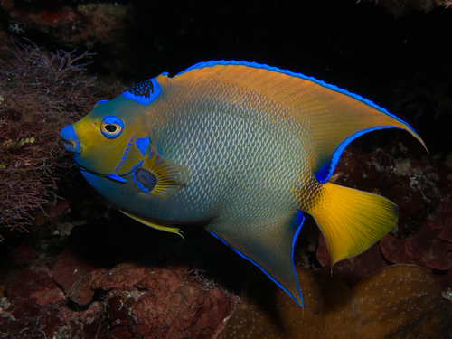 Holacanthus ciliaris