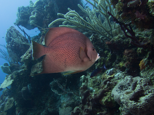 Pomacanthus arcuatus