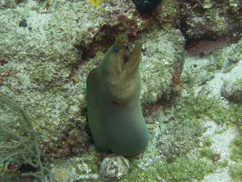 Gymnothorax funebris