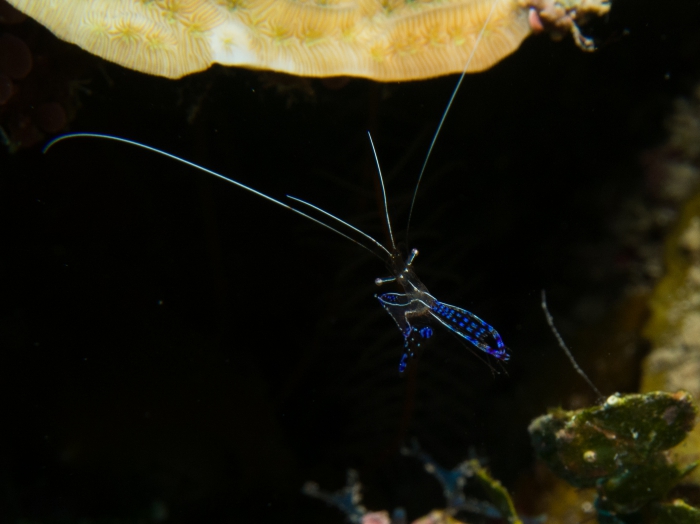 Ancylomenes pedersoni Ancylomenes pedersoni