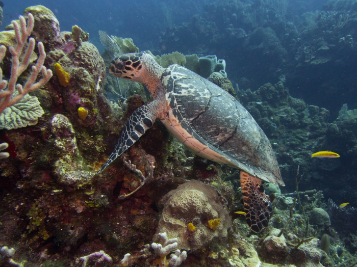 Eretmochelys imbricata Eretmochelys imbricata