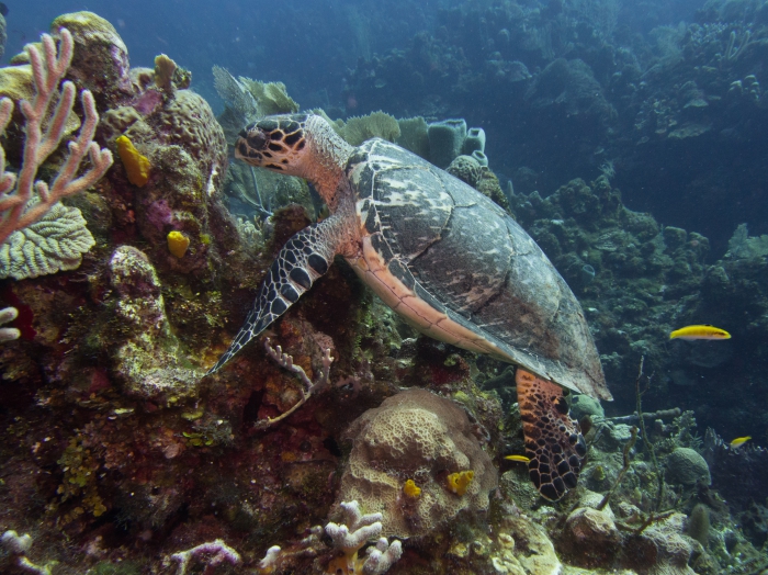 Eretmochelys imbricata