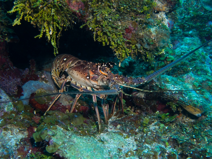 Panulirus argus