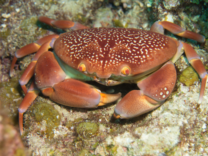 Carpilius corallinus