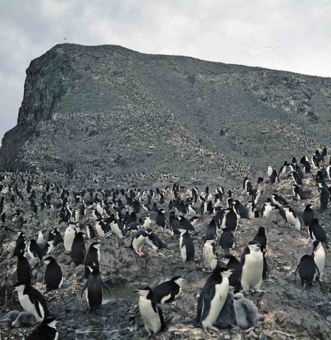 Pygoscelis antarctica Pygoscelis antarctica