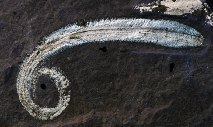 Rollinschaeta myoplena fossil holotype, NHMUK PI AN 15074, Hjoula, Lebanon