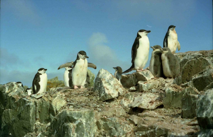 Pygoscelis antarctica Pygoscelis antarctica