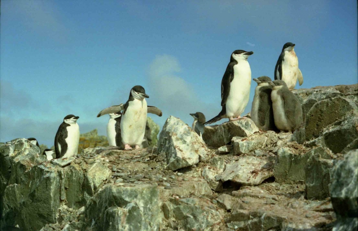 Pygoscelis antarctica