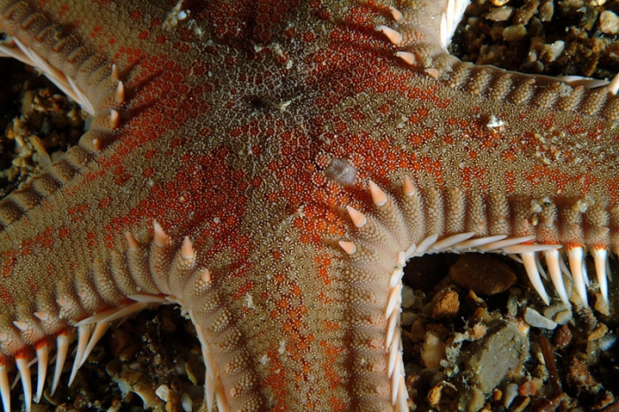 Astropecten aranciacus