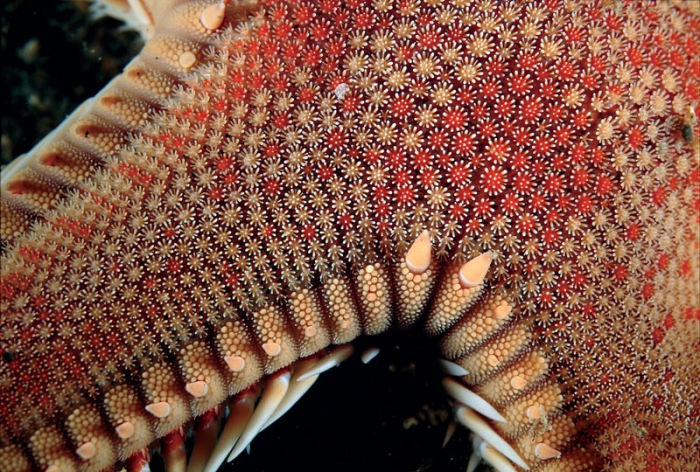 Astropecten aranciacus Astropecten aranciacus