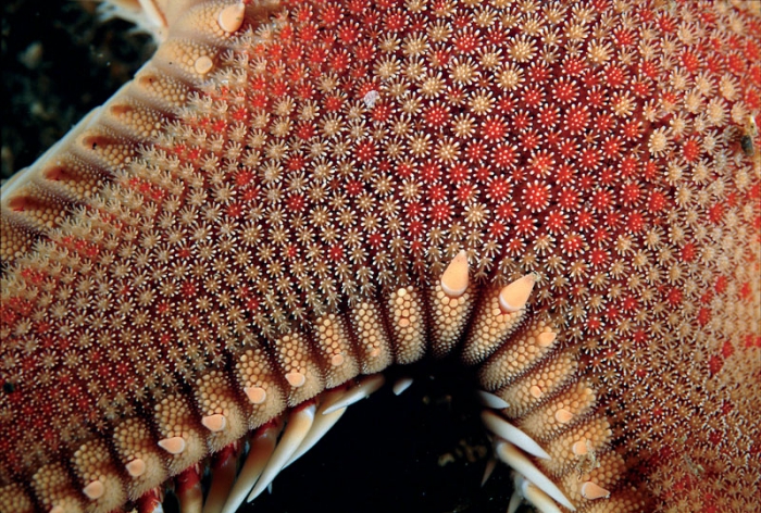 Astropecten aranciacus