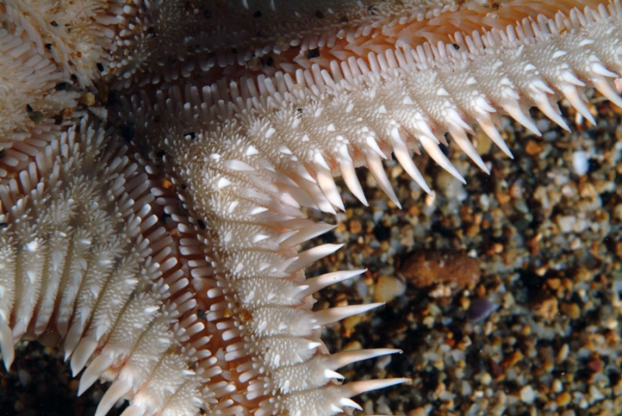 Astropecten aranciacus