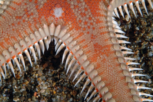 Astropecten aranciacus