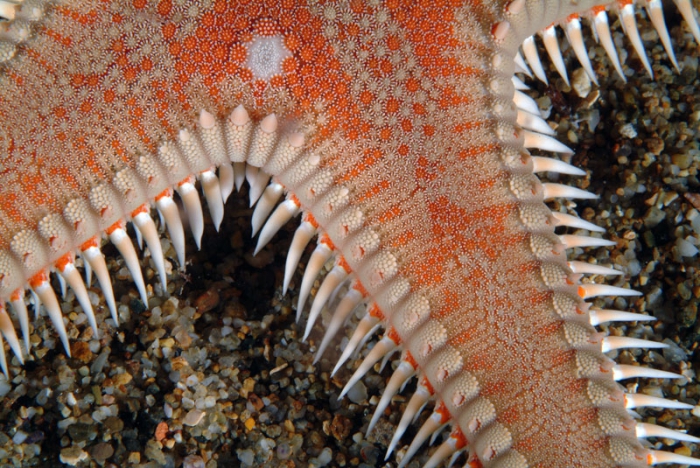 Astropecten aranciacus