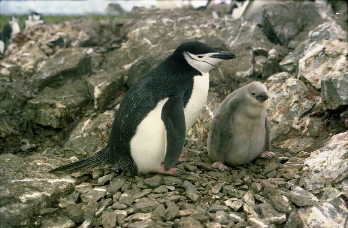 Pygoscelis antarctica