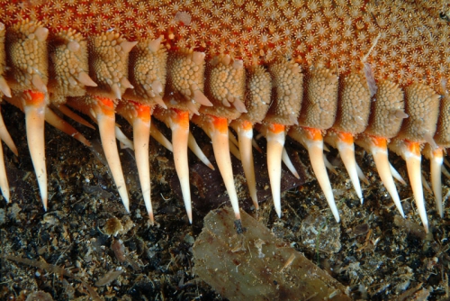 Astropecten aranciacus