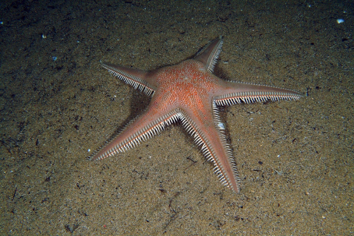 Astropecten aranciacus