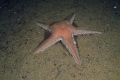 Echinodermata (echinoderms)